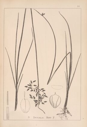 Herbier de la flore française Pl.1203