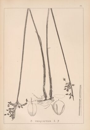 Herbier de la flore française Pl.1204