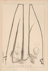 Herbier de la flore française Pl.1205
