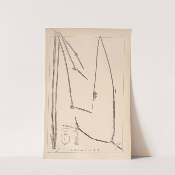 Herbier de la flore française Pl.1207 (1867-1876) by Louis Antoine Cusin