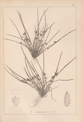 Herbier de la flore française Pl.1208