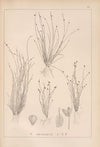 Herbier de la flore française Pl.1209
