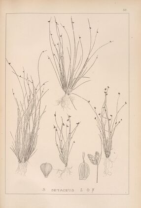 Herbier de la flore française Pl.1209
