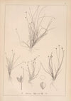 Herbier de la flore française Pl.1210