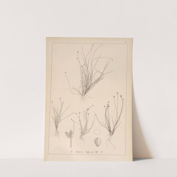 Herbier de la flore française Pl.1210 (1867-1876) by Louis Antoine Cusin