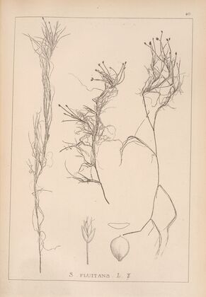 Herbier de la flore française Pl.1211