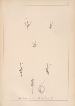 Herbier de la flore française Pl.1212