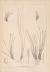 Herbier de la flore française Pl.1214