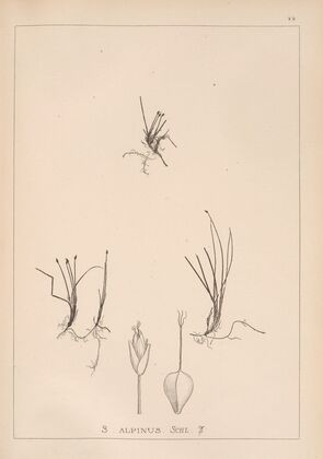 Herbier de la flore française Pl.1215