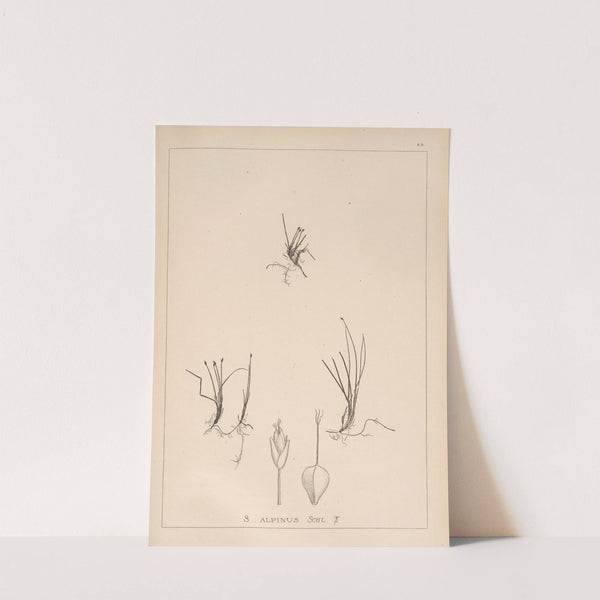 Herbier de la flore française Pl.1215 by Louis Antoine Cusin