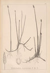 Herbier de la flore française Pl.1216
