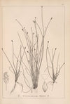 Herbier de la flore française Pl.1218