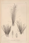 Herbier de la flore française Pl.1220