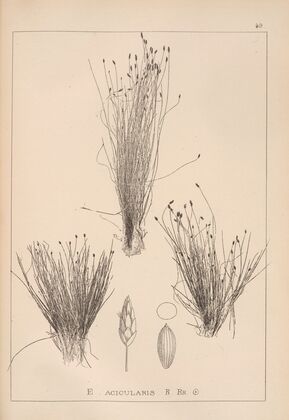 Herbier de la flore française Pl.1220