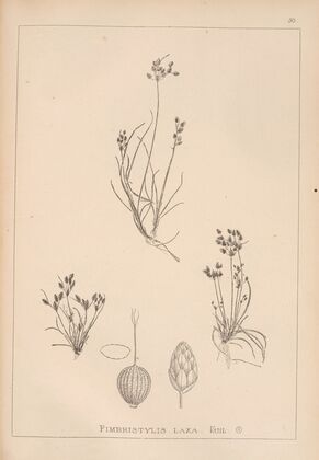Herbier de la flore française Pl.1221