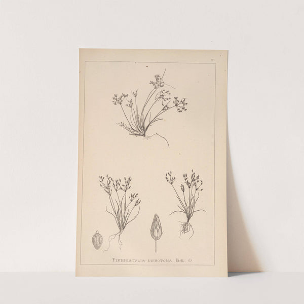 Herbier de la flore française Pl.1222 by Louis Antoine Cusin