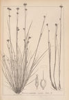 Herbier de la flore française Pl.1223