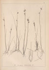 Herbier de la flore française Pl.1224