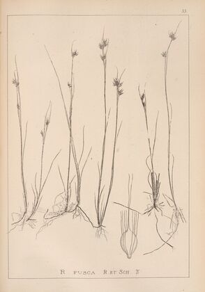 Herbier de la flore française Pl.1224