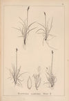 Herbier de la flore française Pl.1226