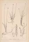 Herbier de la flore française Pl.1227