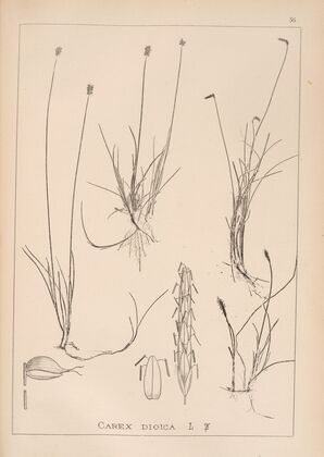 Herbier de la flore française Pl.1227