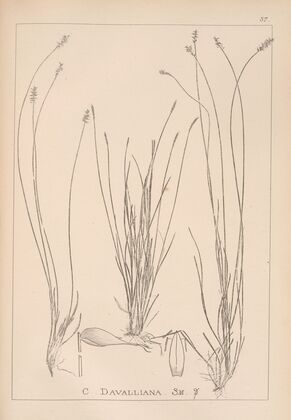 Herbier de la flore française Pl.1228