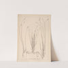 Herbier de la flore française Pl.1228 by Louis Antoine Cusin