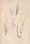Herbier de la flore française Pl.1229