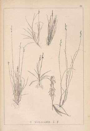 Herbier de la flore française Pl.1229