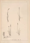 Herbier de la flore française Pl.1230