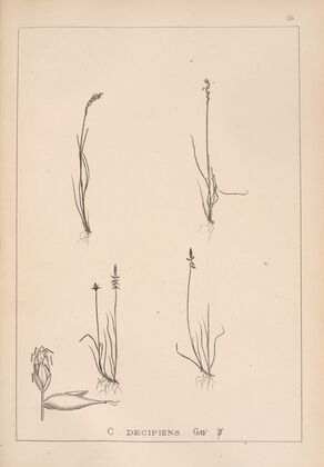 Herbier de la flore française Pl.1230