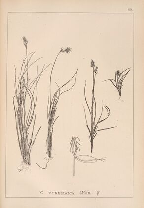 Herbier de la flore française Pl.1231