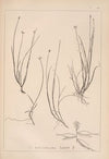 Herbier de la flore française Pl.1232