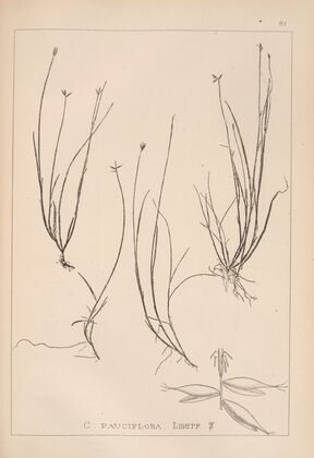 Herbier de la flore française Pl.1232