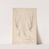 Herbier de la flore française Pl.1232 by Louis Antoine Cusin