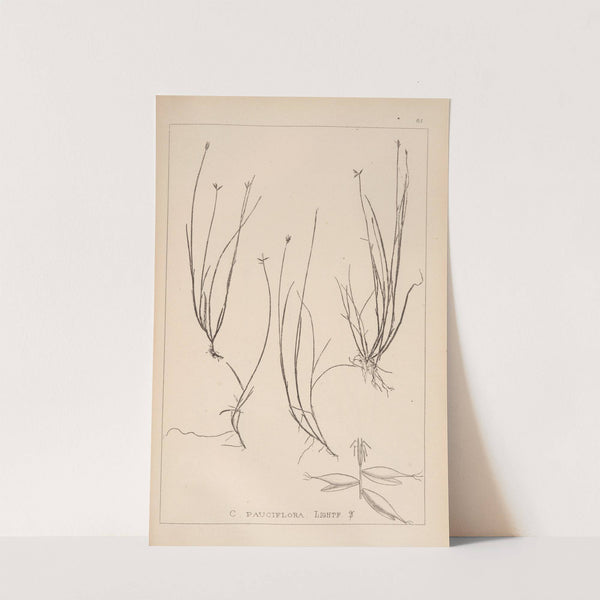 Herbier de la flore française Pl.1232 by Louis Antoine Cusin