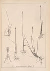Herbier de la flore française Pl.1233