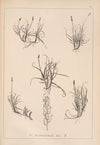 Herbier de la flore française Pl.1234