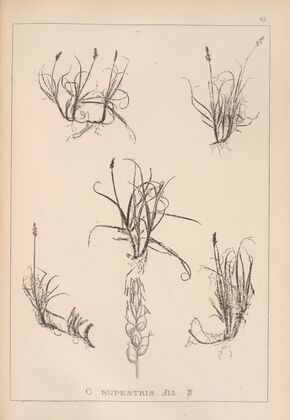 Herbier de la flore française Pl.1234