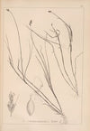 Herbier de la flore française Pl.1235