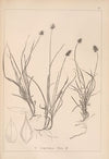 Herbier de la flore française Pl.1236