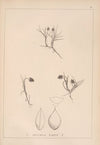 Herbier de la flore française Pl.1237