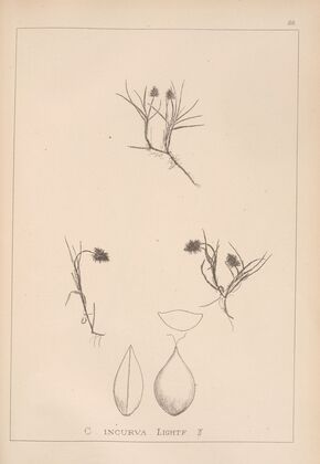 Herbier de la flore française Pl.1237