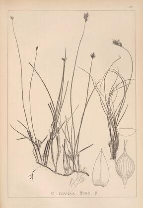 Herbier de la flore française Pl.1238
