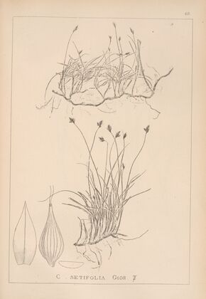 Herbier de la flore française Pl.1239