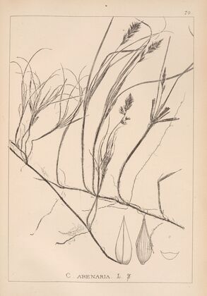 Herbier de la flore française Pl.1241