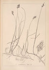Herbier de la flore française Pl.1242