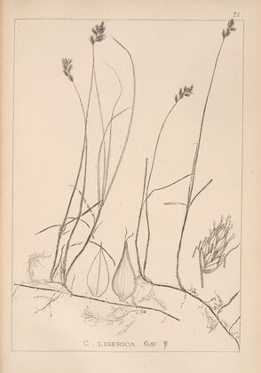 Herbier de la flore française Pl.1242