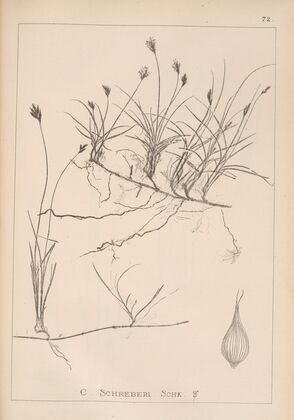 Herbier de la flore française Pl.1243